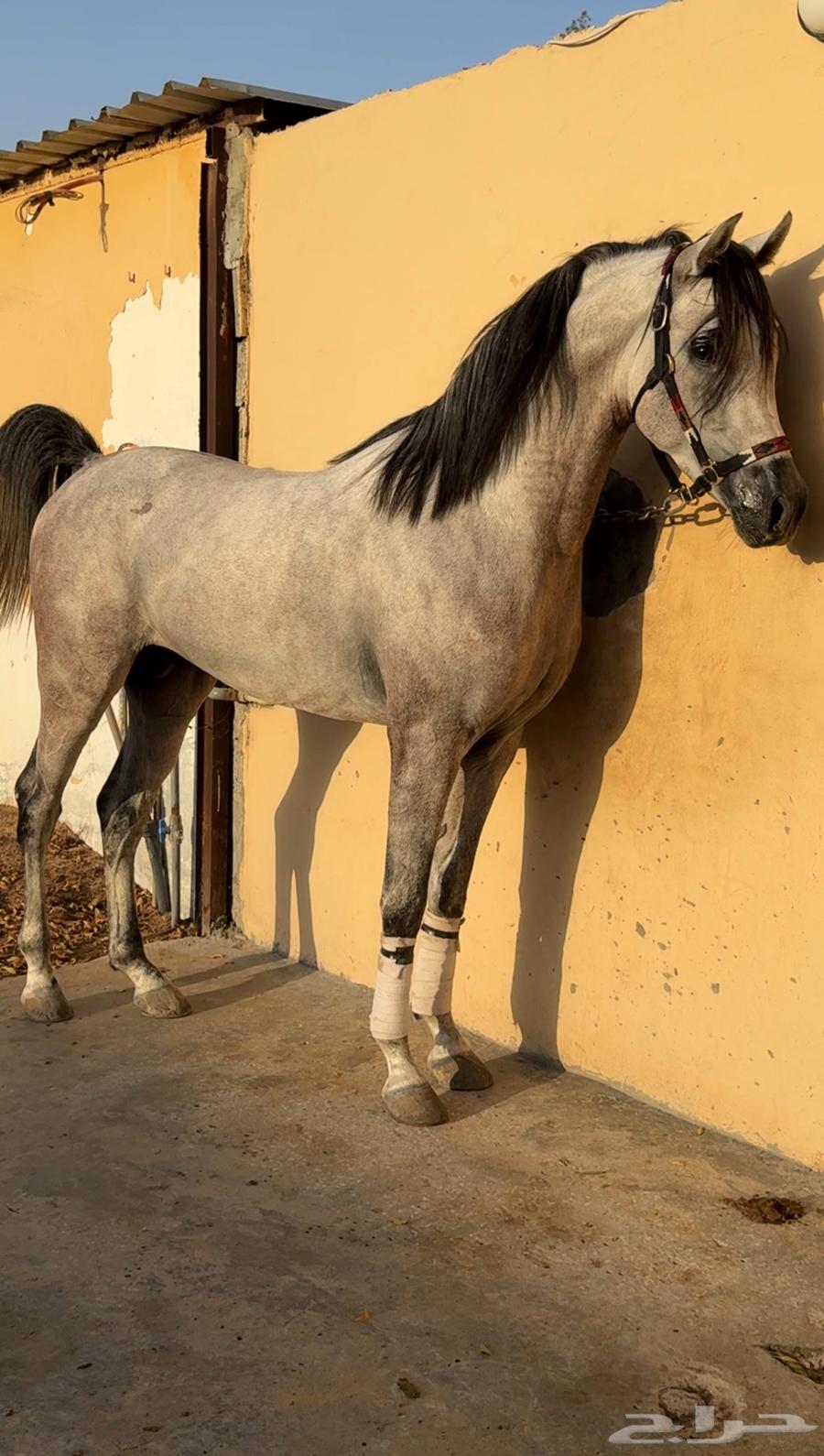 للبيع حصان شعبي فاخر الحد 5000 تم البيع64433526105346111