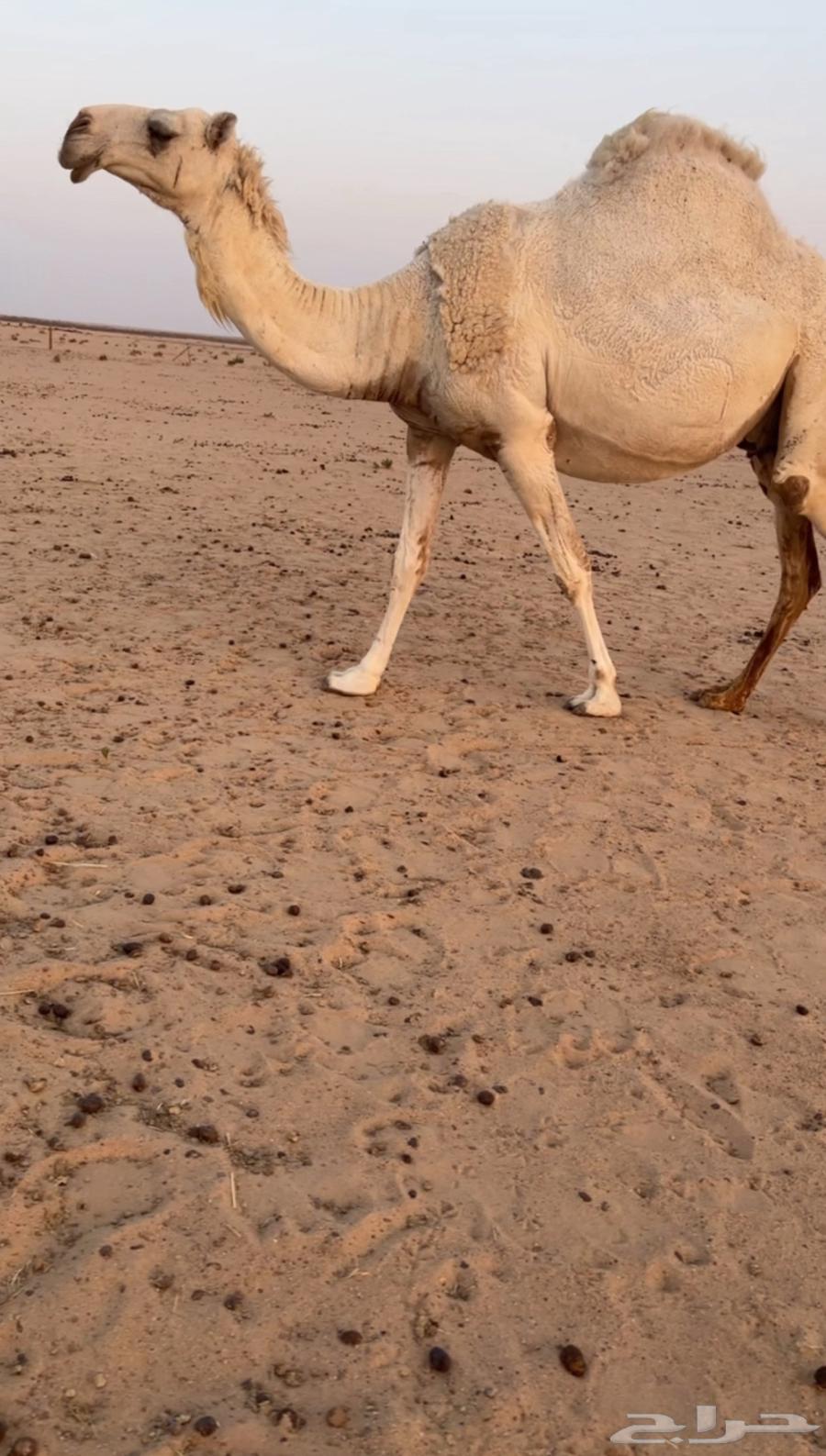 ناقه كفو للبيع64433148059139112