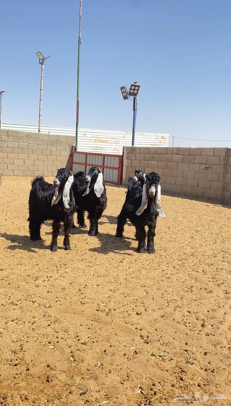 جفرات عوارض صنف64429775806339112