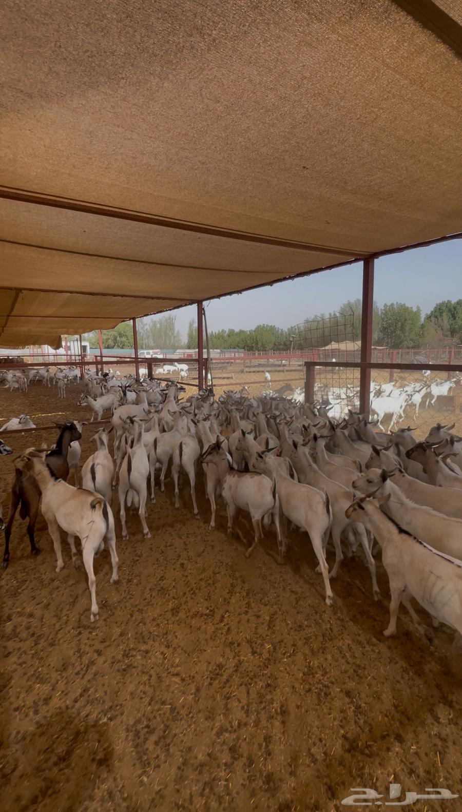 يا بلاش ذبيحتك ب 500 ريال فقط64426968761090111