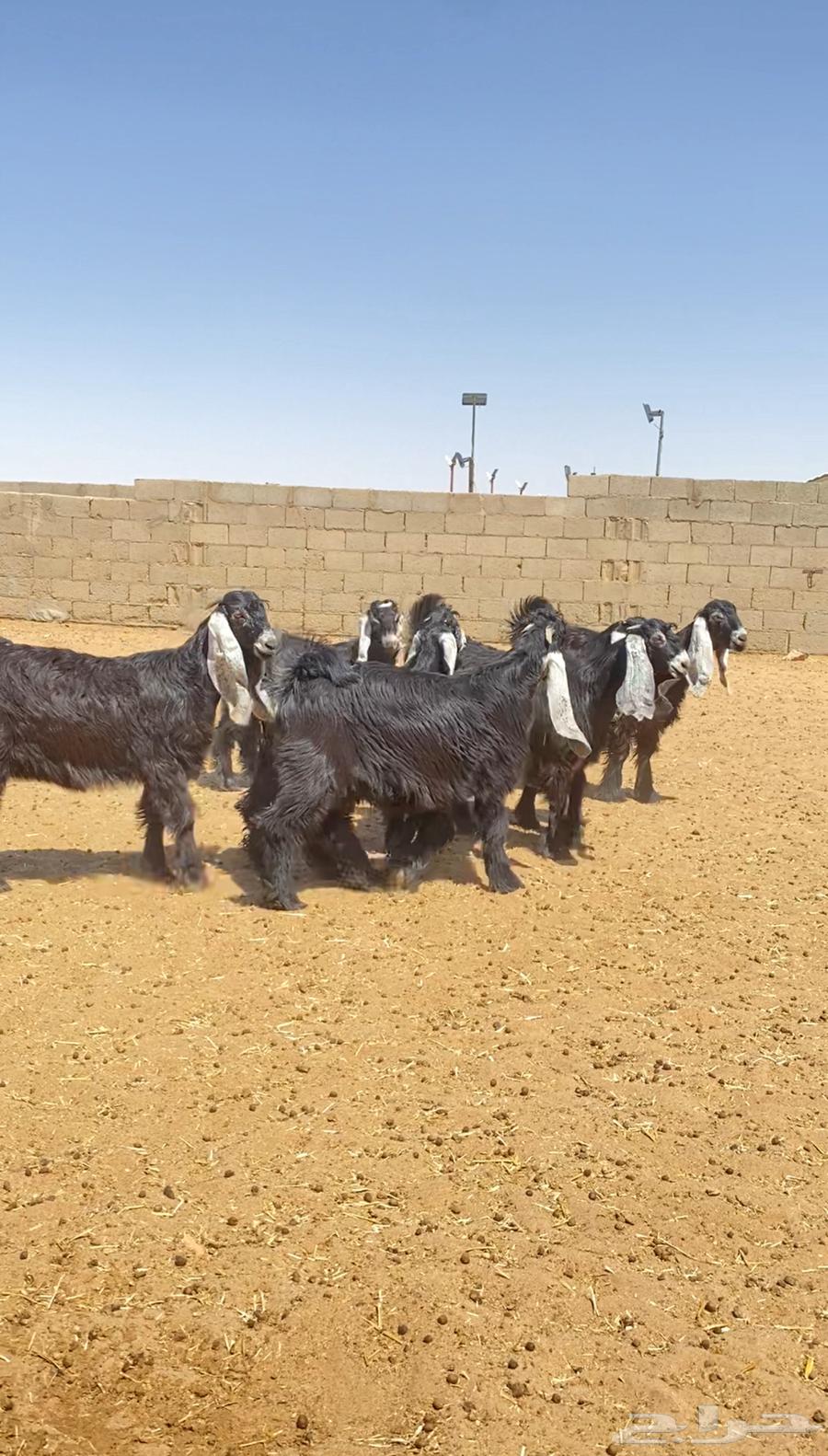 جفرات عوارض صنف64429775806339110