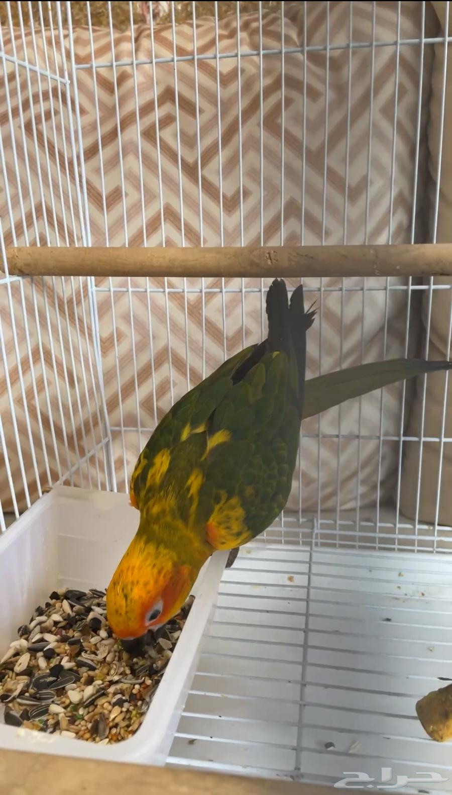 فروخ صن كنيور مفطومه64433134739329114