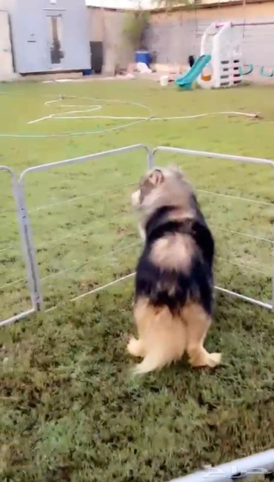 الاسكا مالموت للبيع64428013116289113