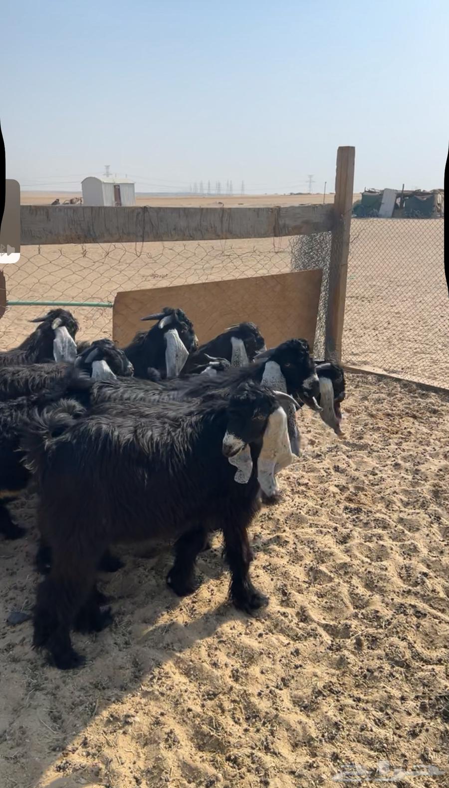 Goats for sale, good quality, young males with breeding projects, already sold64429370844931112