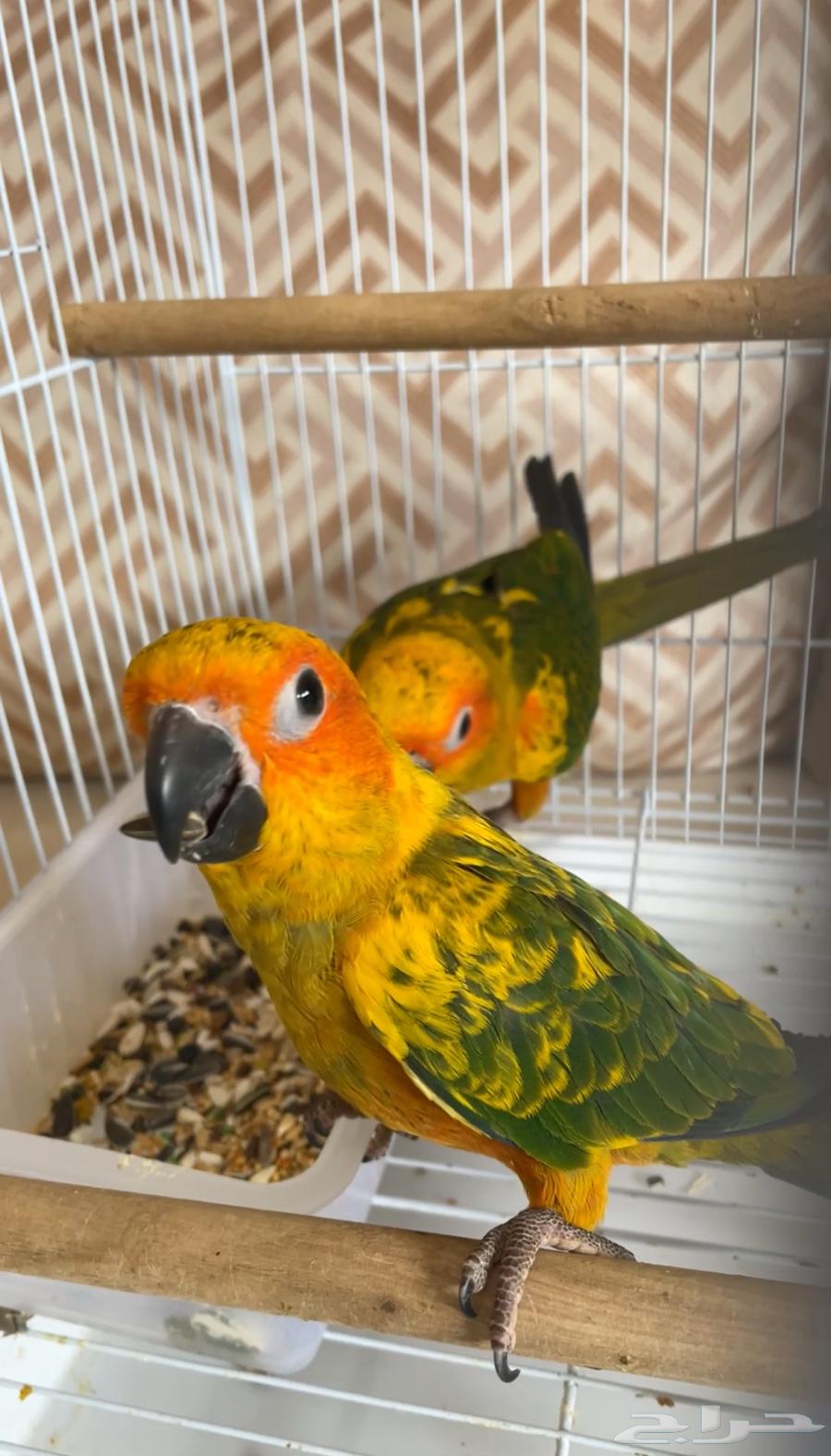 فروخ صن كنيور مفطومه64433134739329113