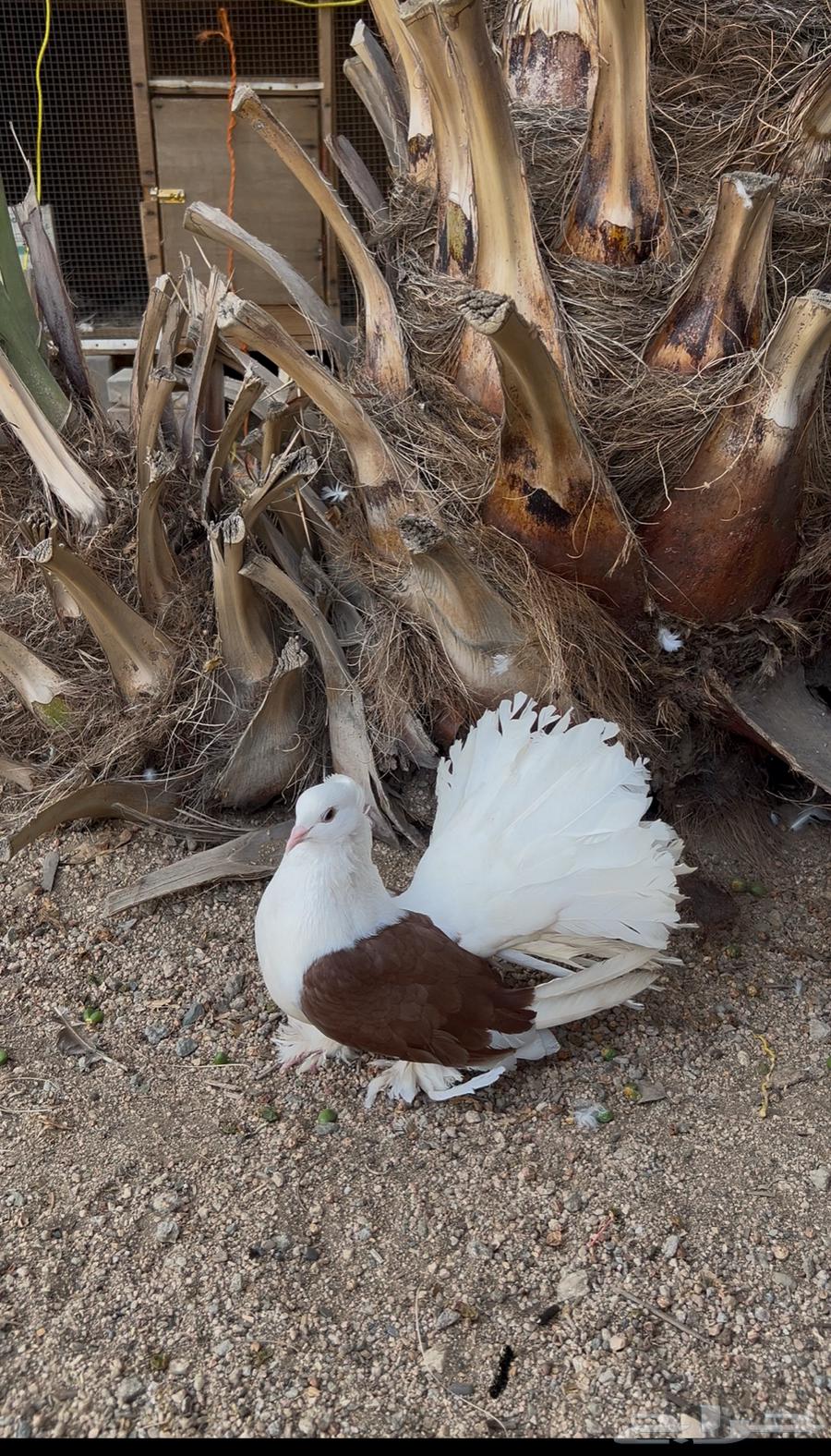 زوجين رقاص امريكي تم البيع64427744583809111