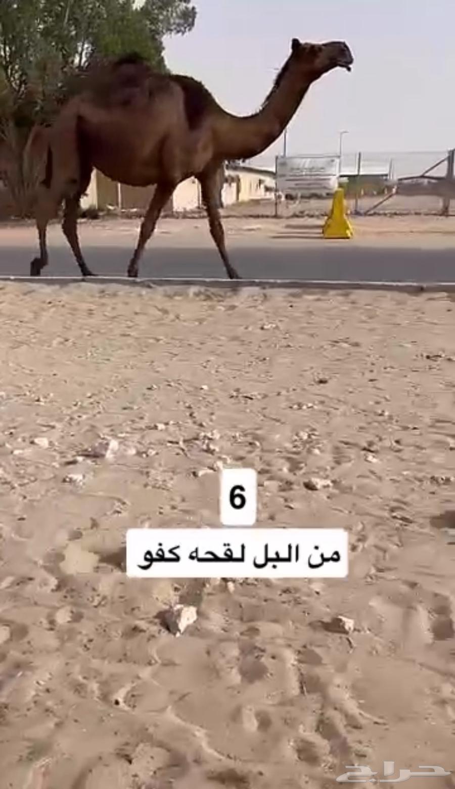 للبيع القحه كفو64426537235969110