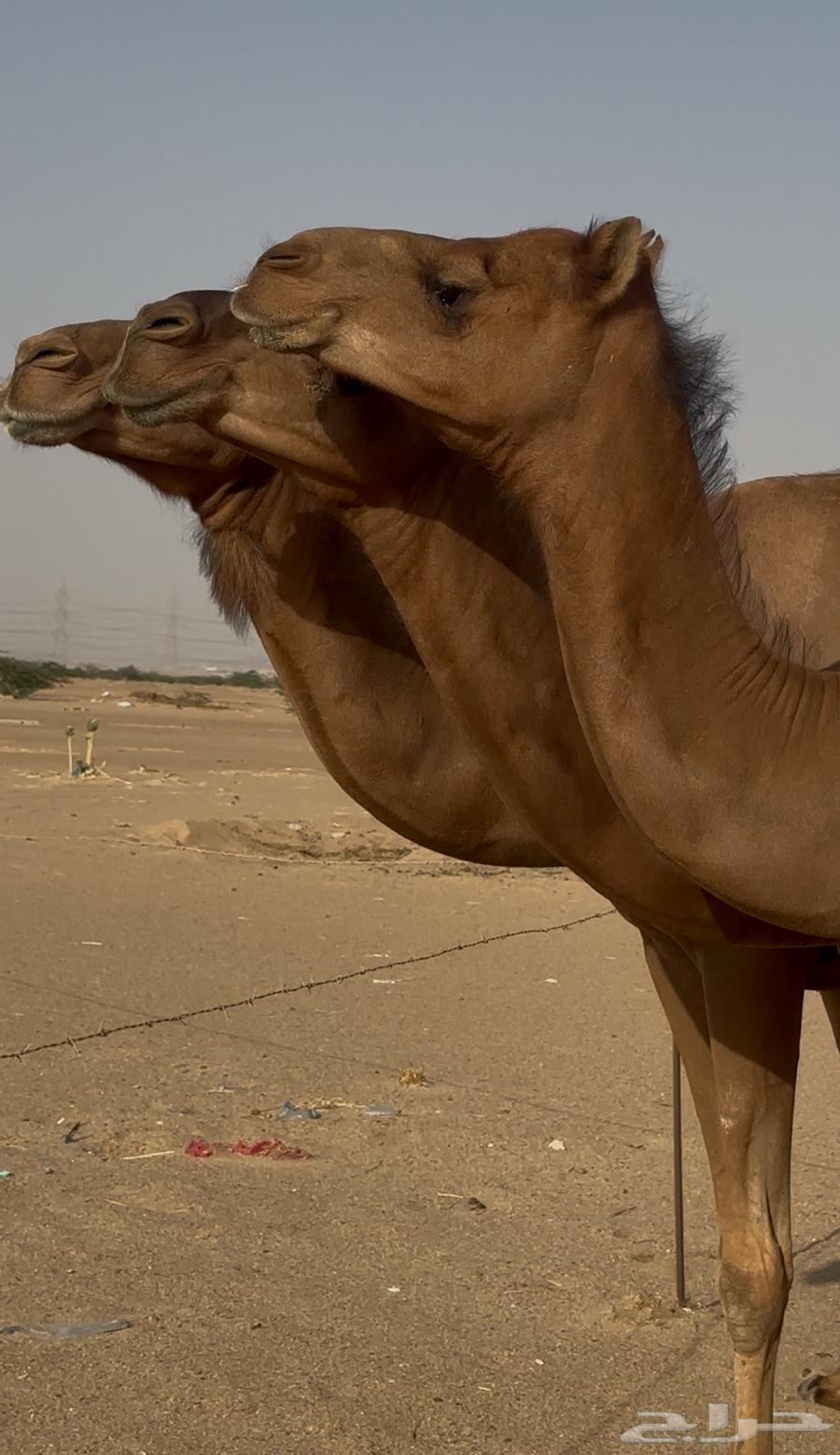 ثلاث ابل سواحل لقحات للبيع64431142649090112