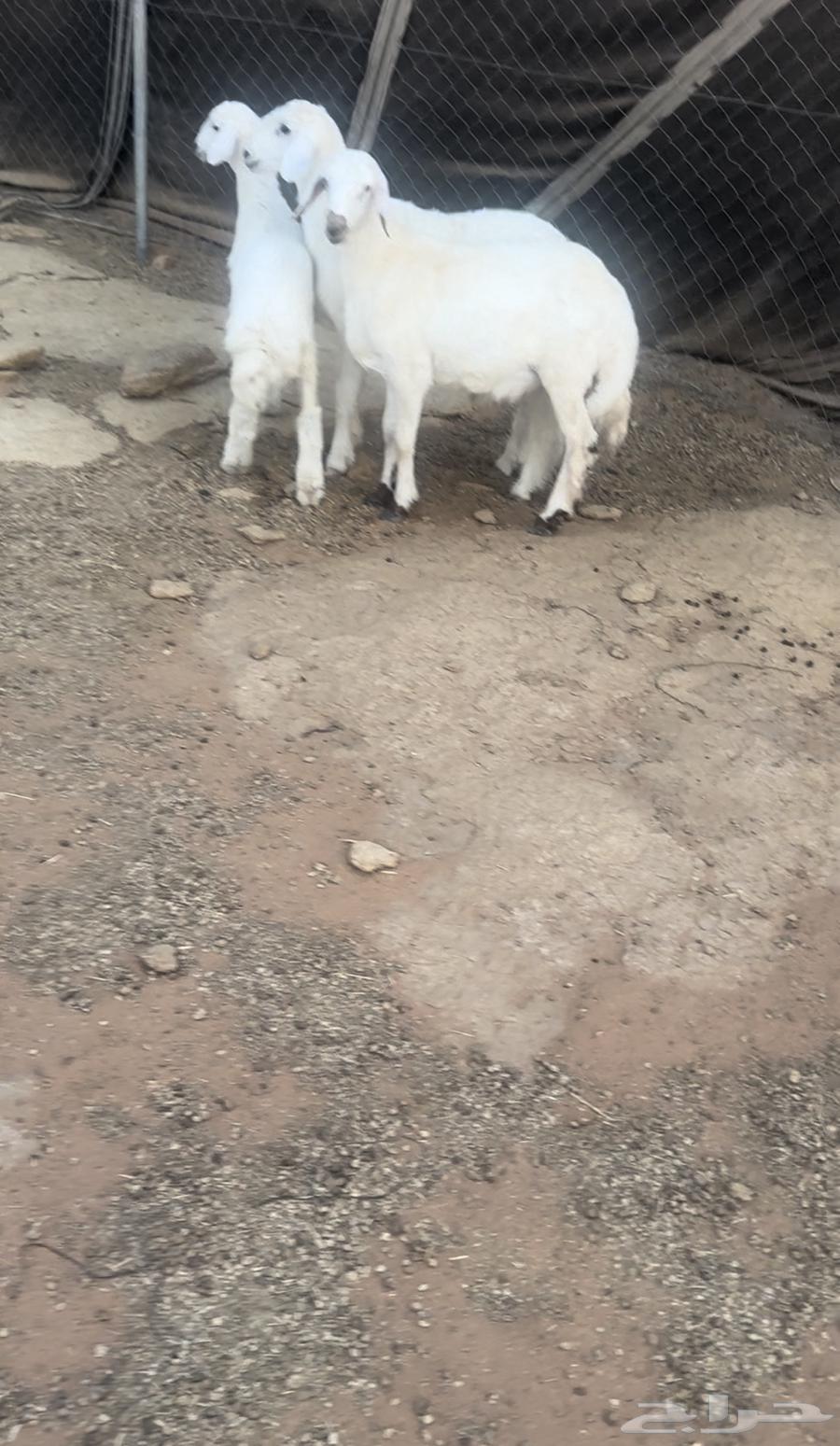 بهم64429303823619112