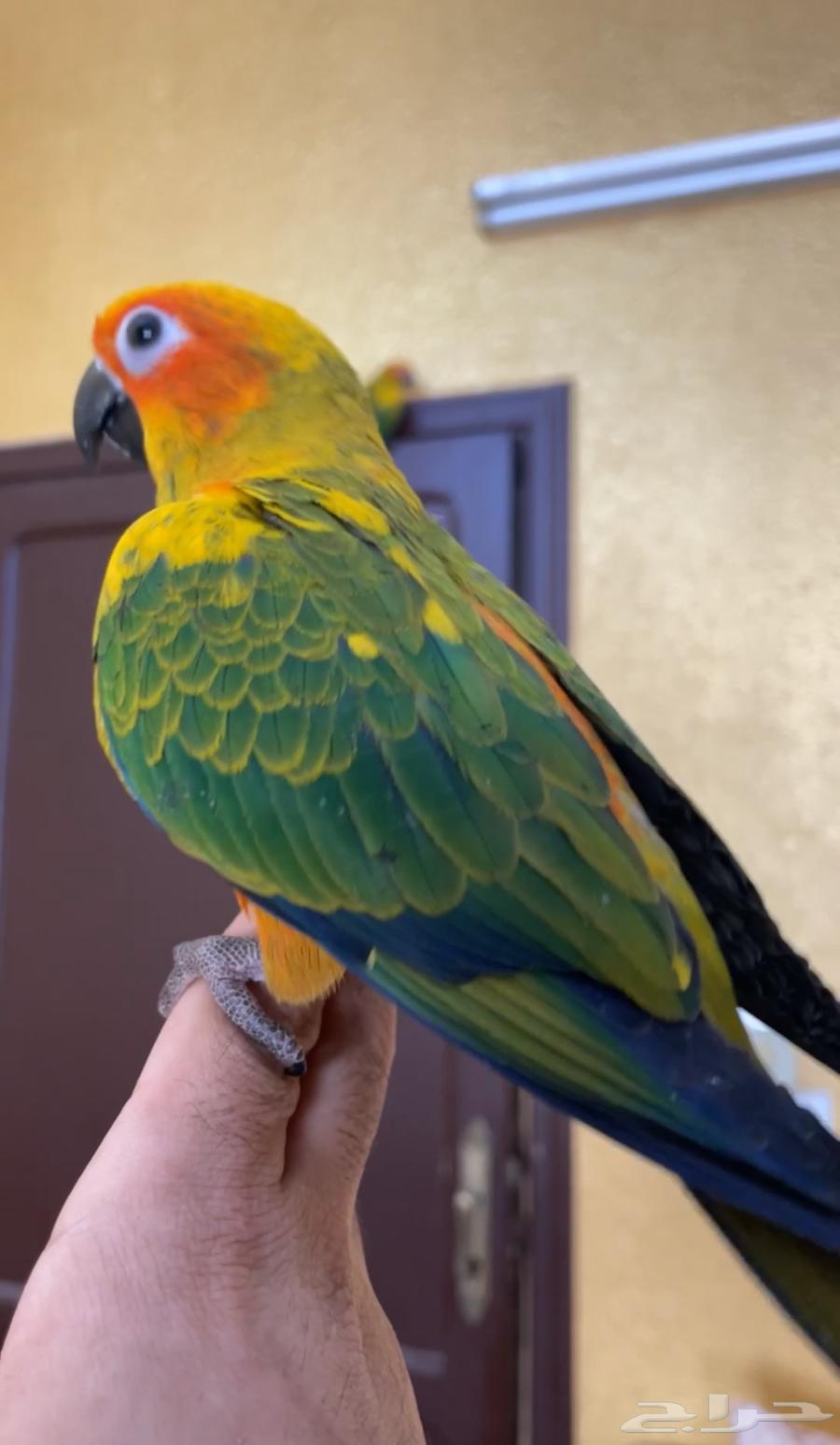 فروخ صن كنيور مفطومه64433134739329112