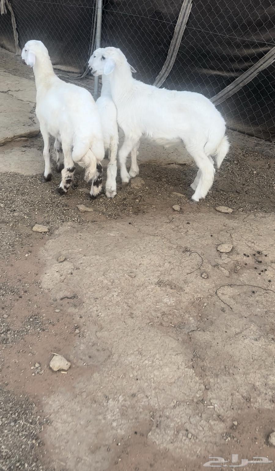 بهم64429303823619110