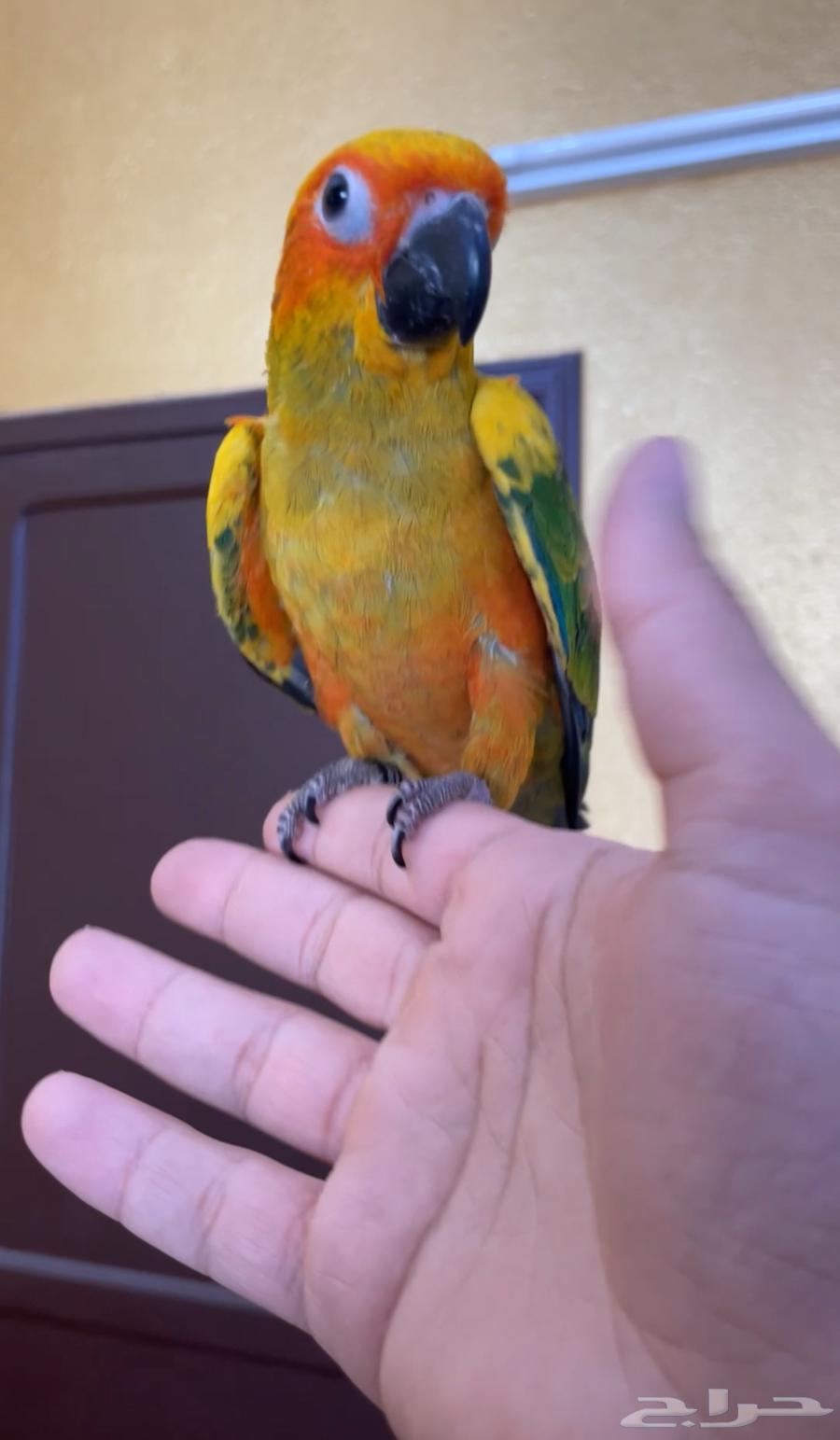 فروخ صن كنيور مفطومه64433134739329111