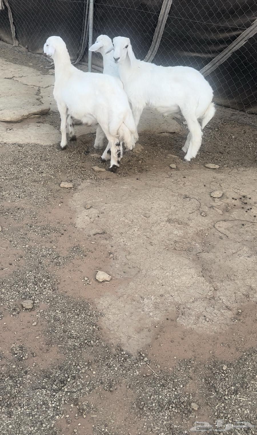 بهم64429303823619111