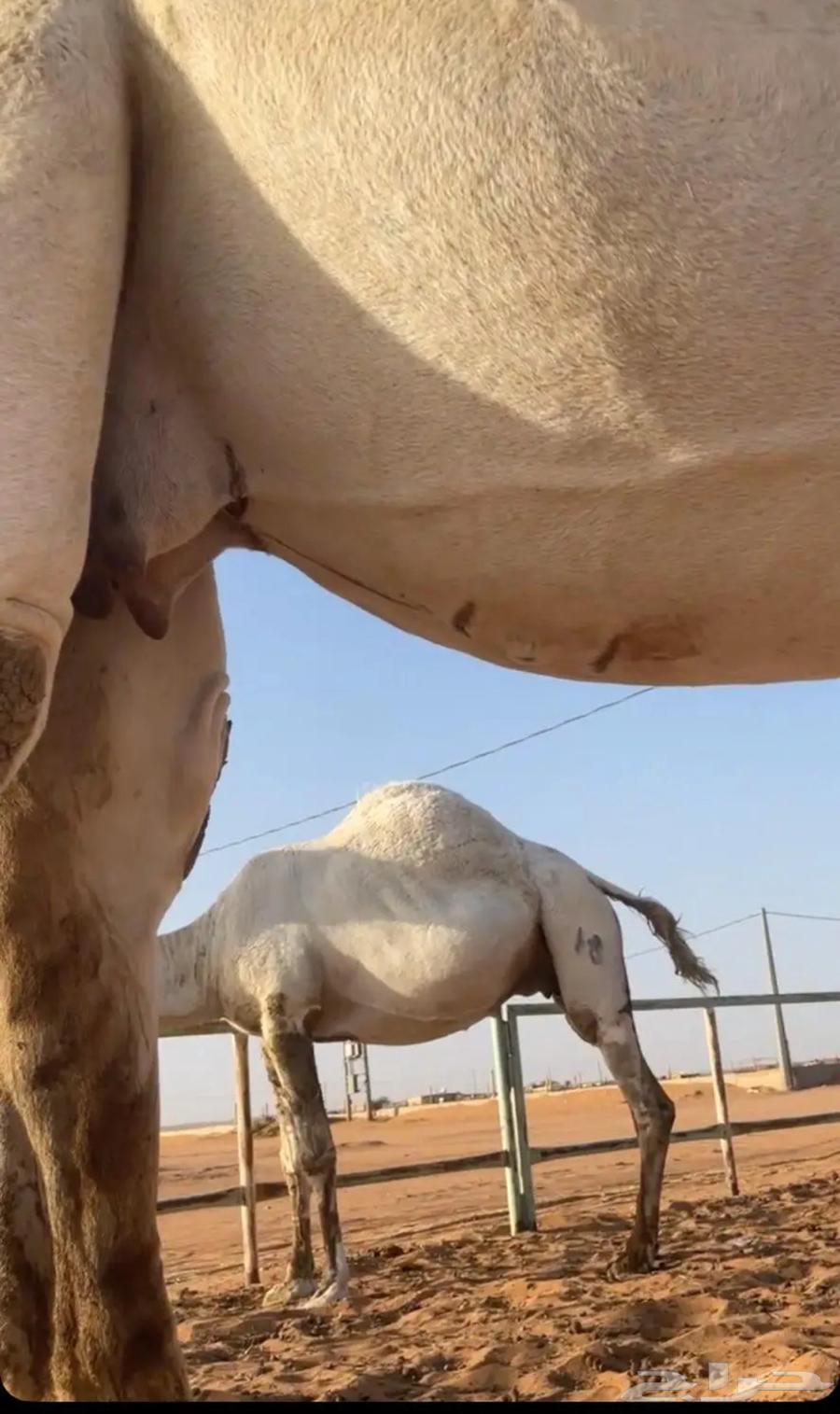 للبيع ناقه ضريبه64428201375875111