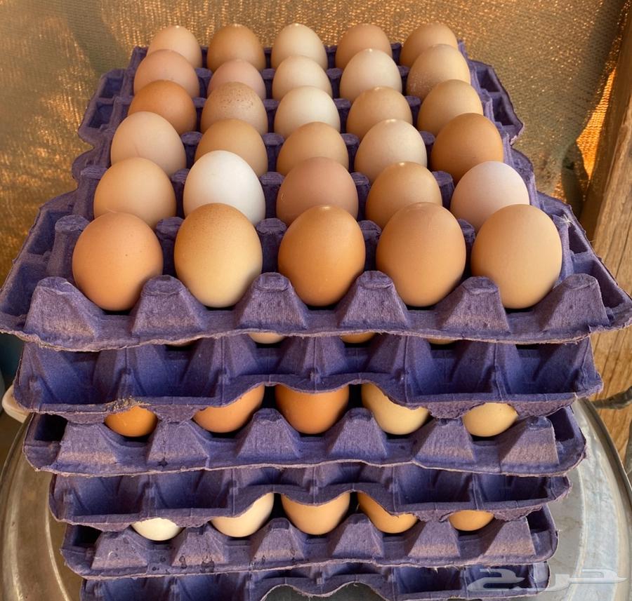 بيض مخصب دجاج لوهمان براون الماني مستورد دم صافي64427905512193112