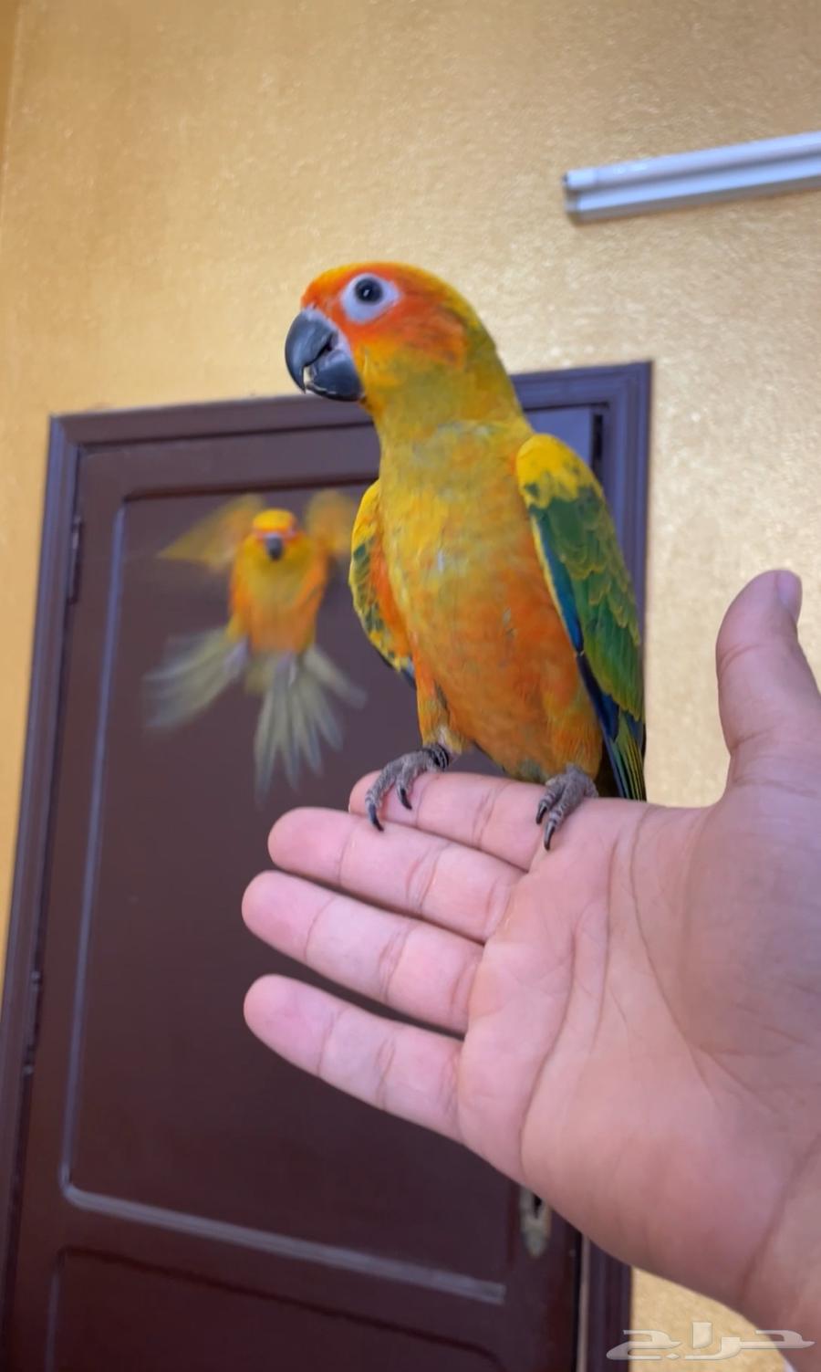 فروخ صن كنيور مفطومه64433134739329110