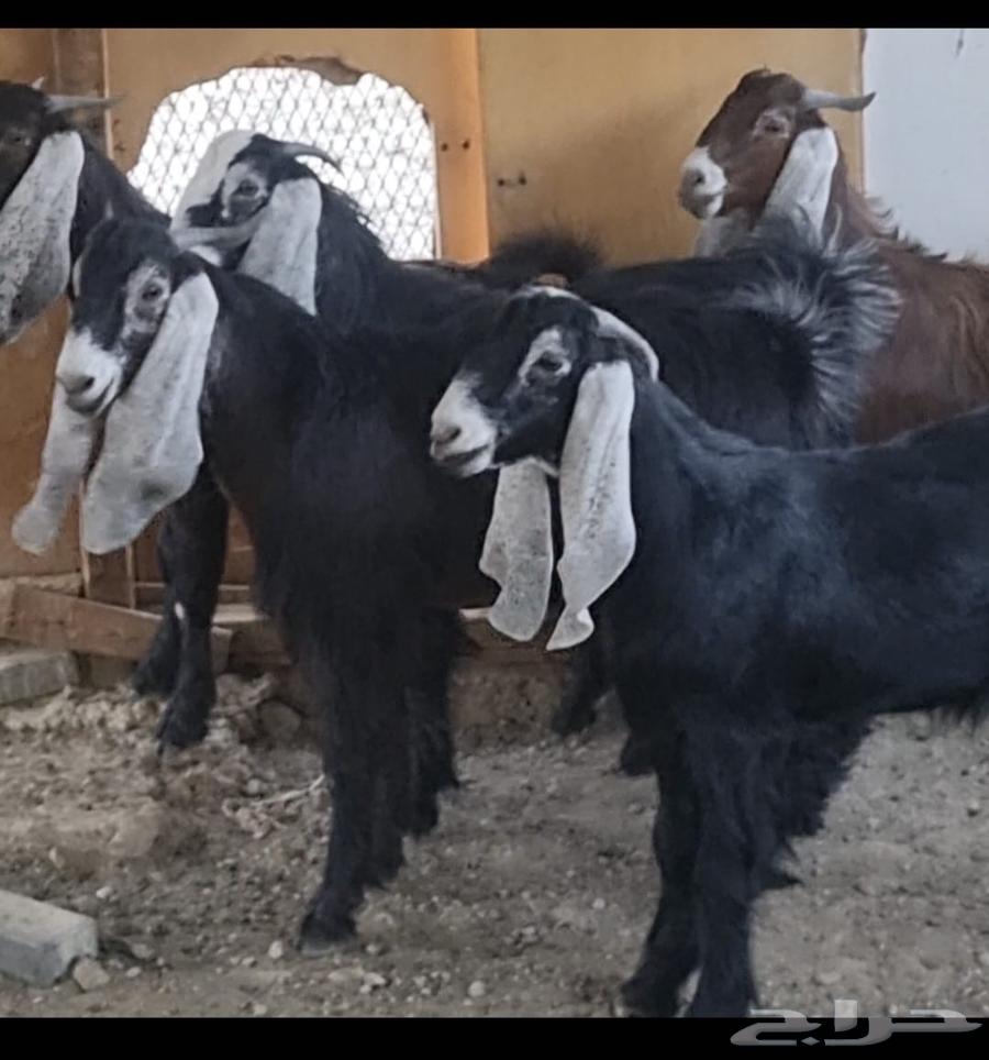 تيوس مخاصي للبيع64431828377473110