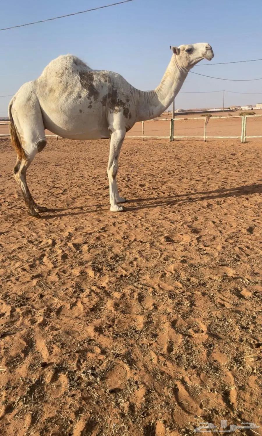 للبيع ناقه ضريبه64428201375875110