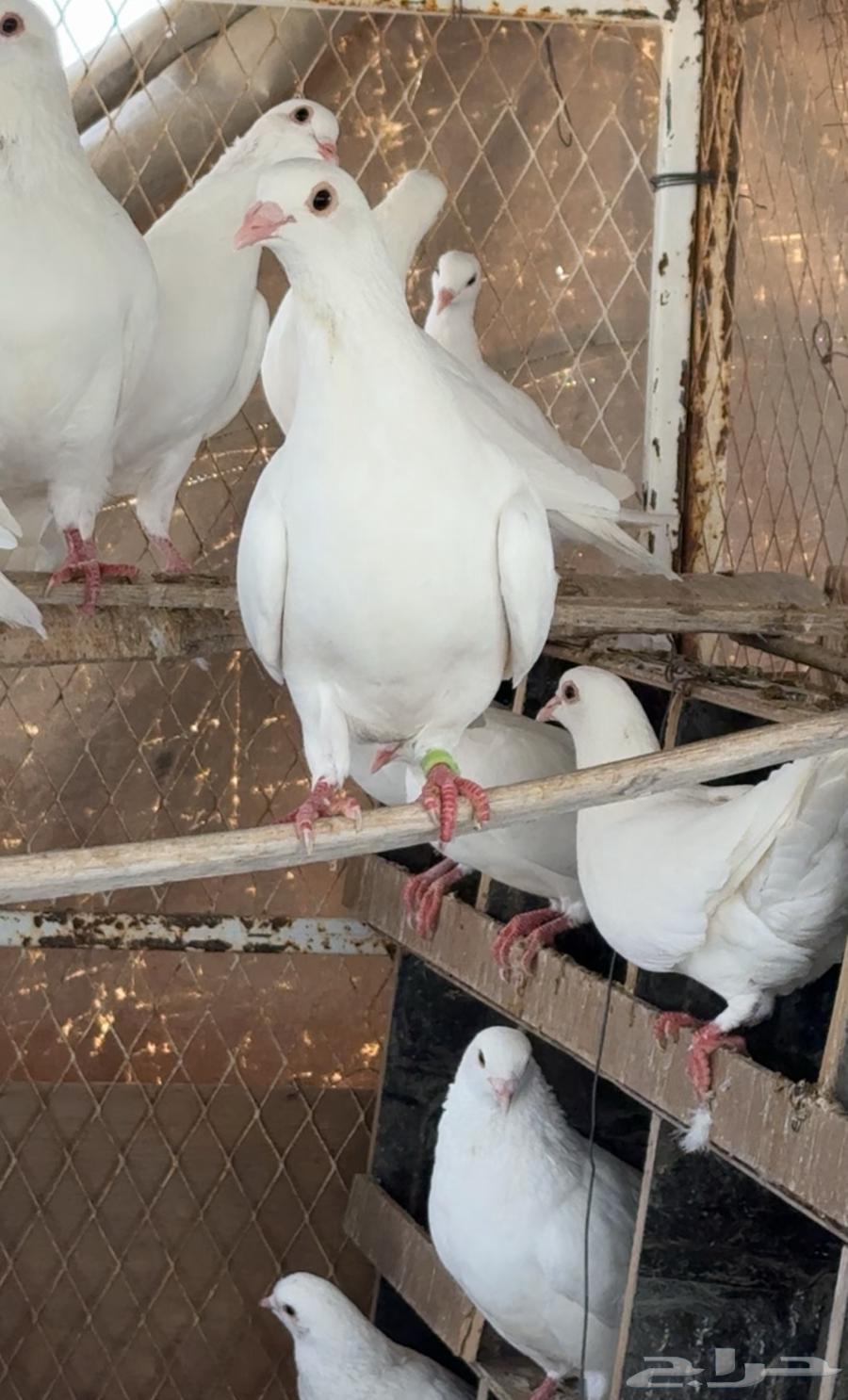 حمام فرنسي لاحم64429802668418110