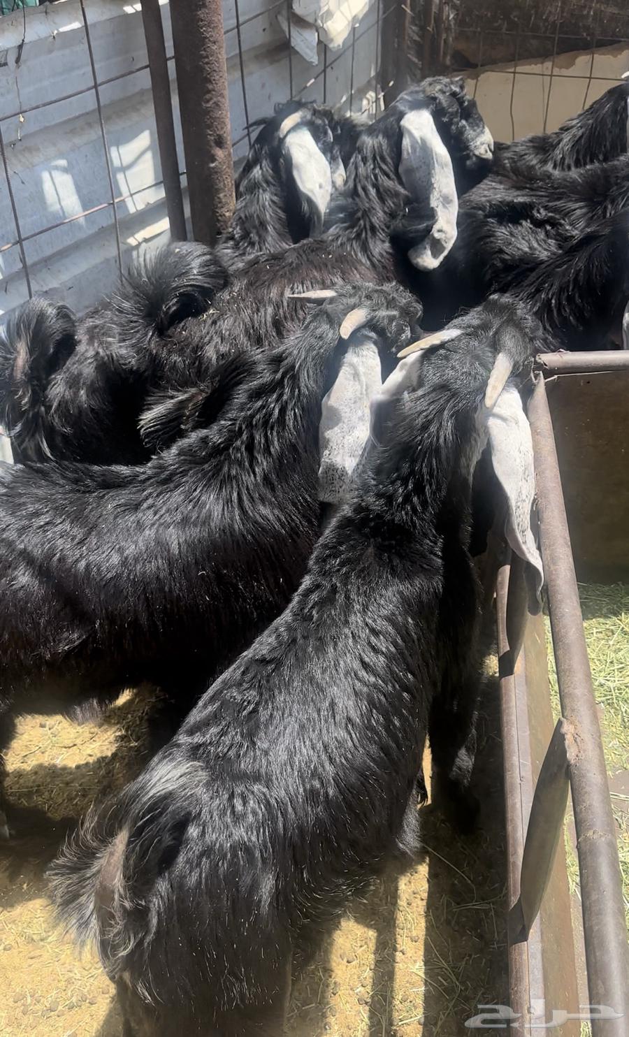 تيوس مندي عوارض (تم البيع)64428738812417111