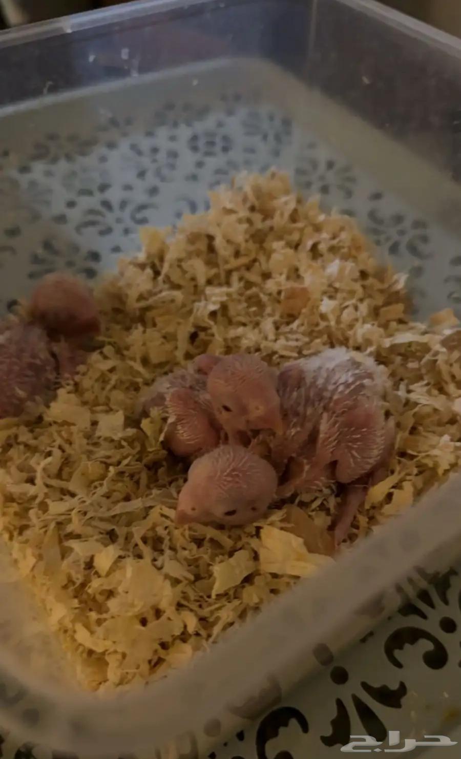 زوج روز منتج64429613895042114