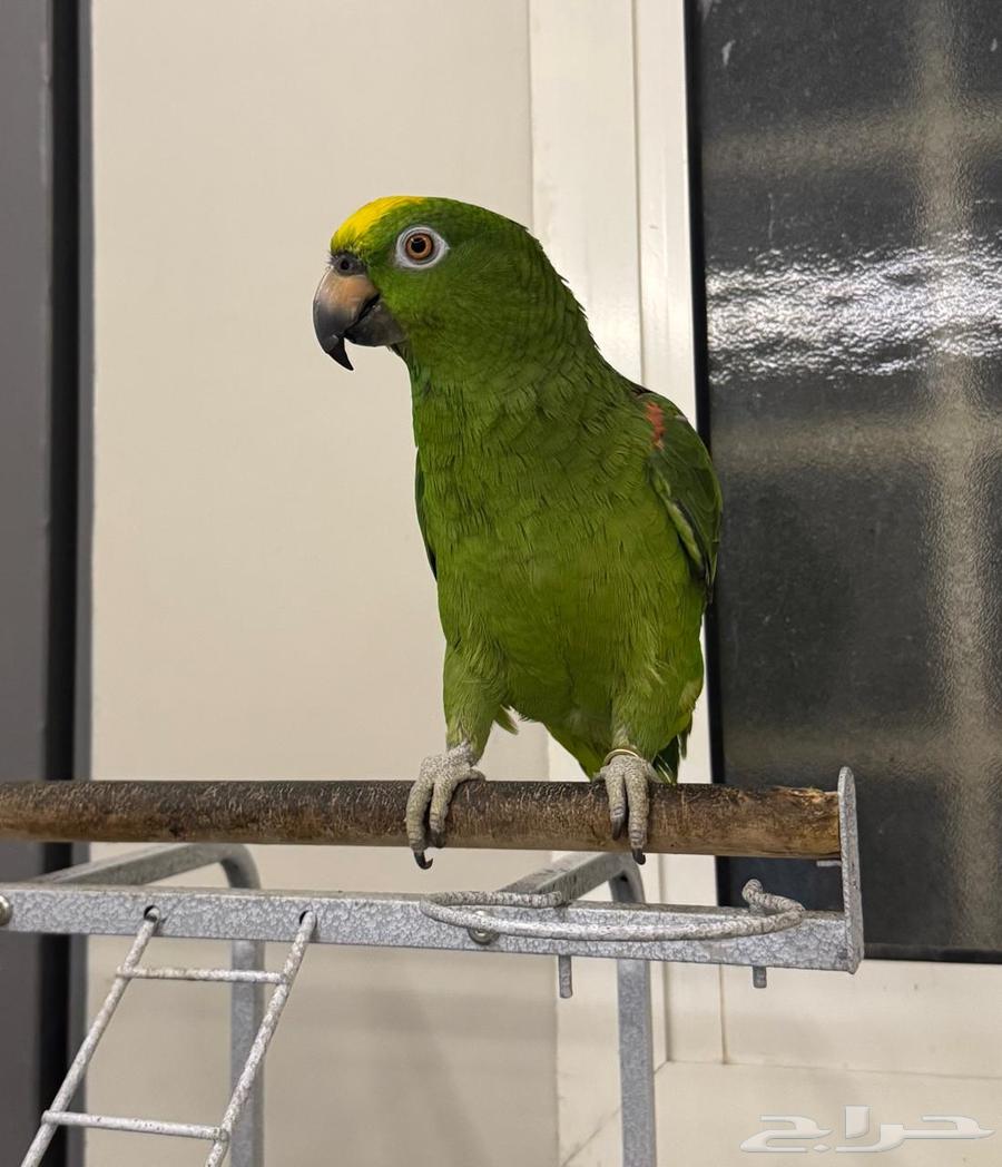 للبيع كاسكو امازوني64429036083329110