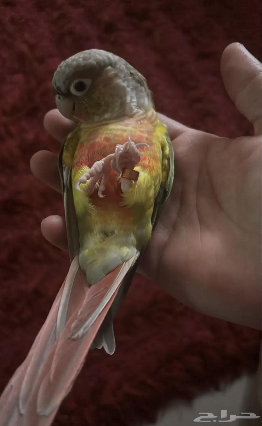 تم البيع64431534979202111