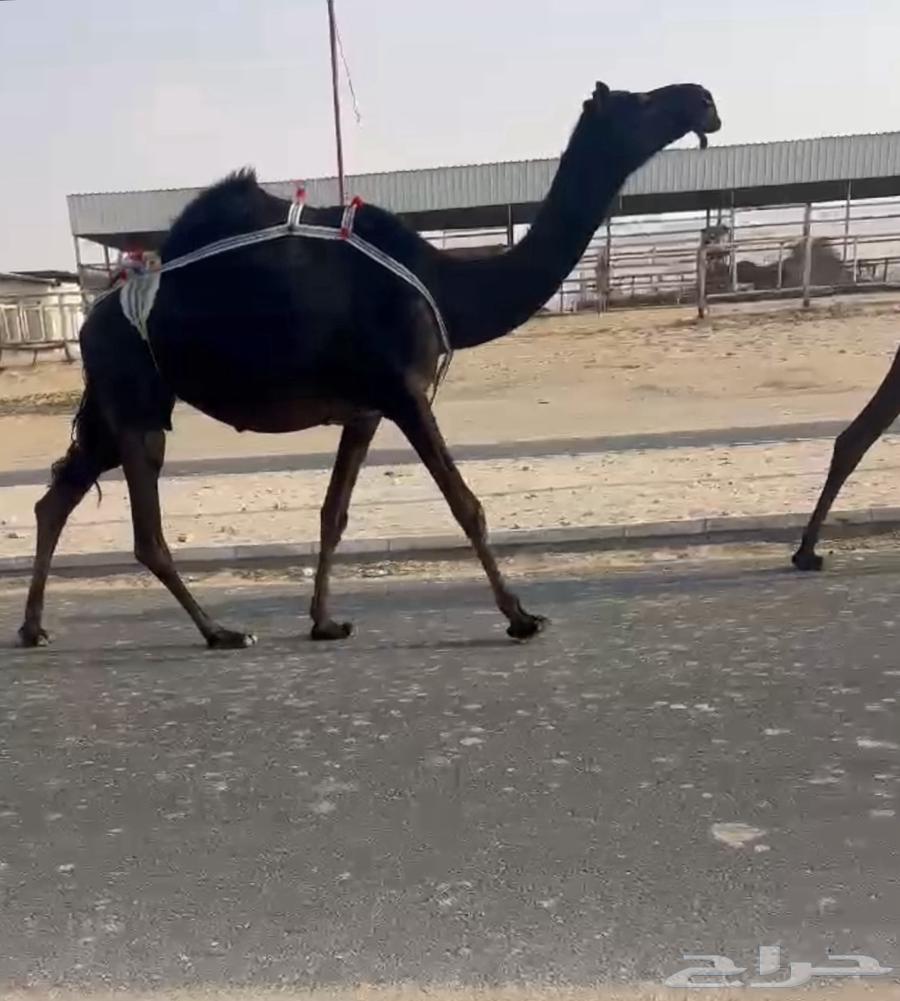 ضروبه مجهم عشرا نادره64432578118914110