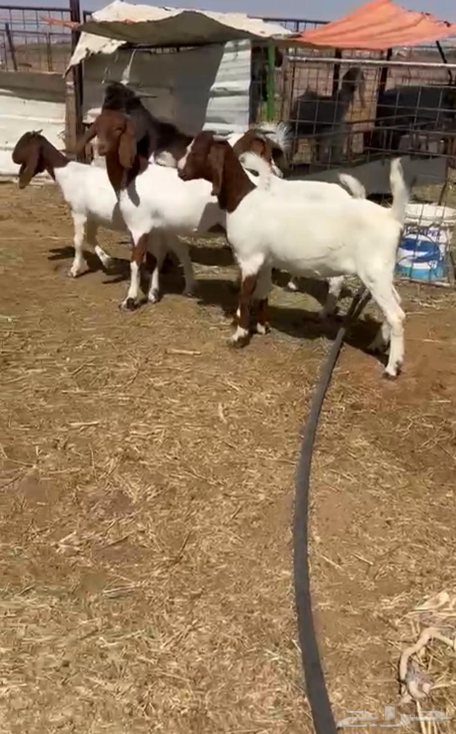 جفار بورقيت بفحلها64430846583426110