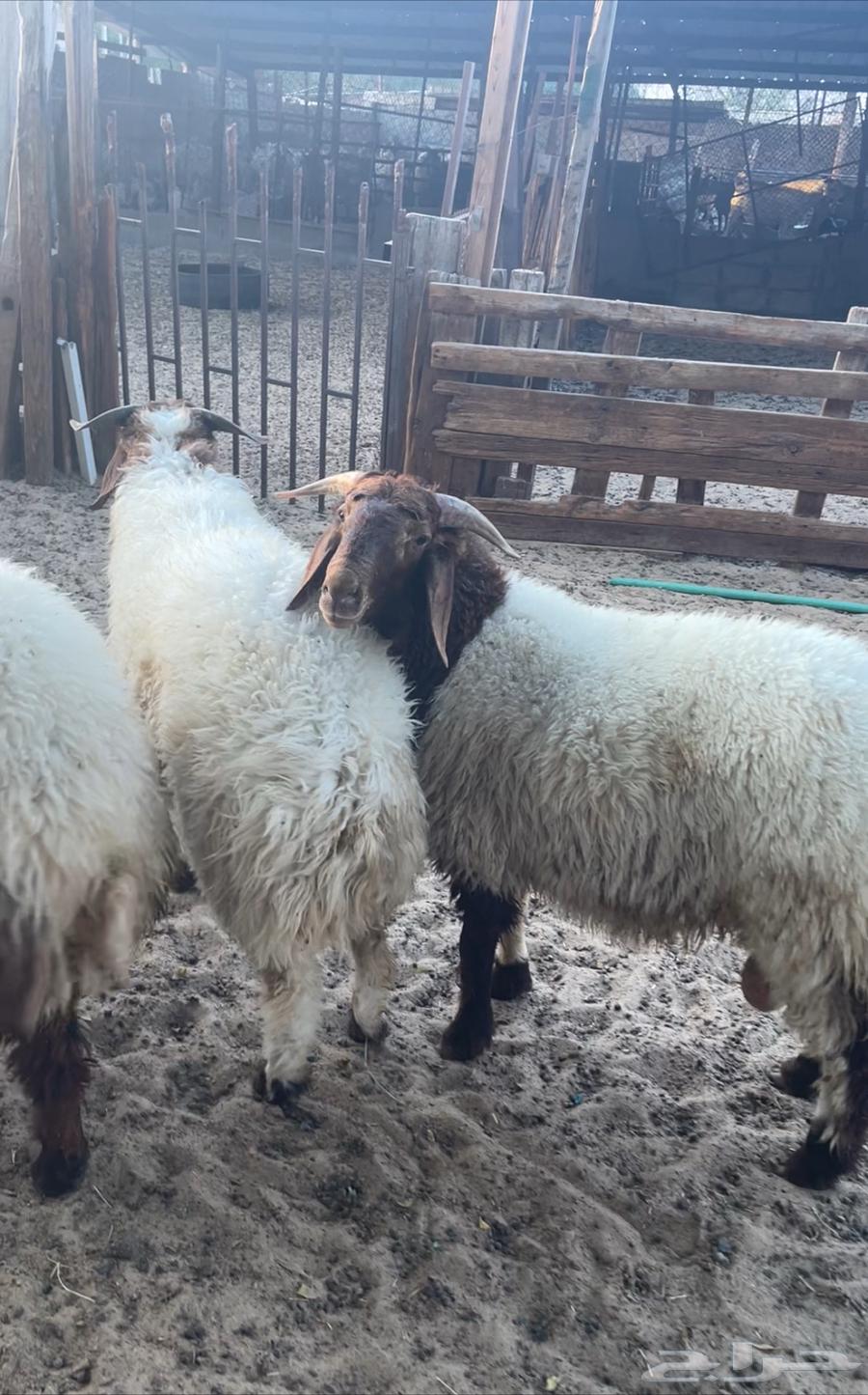 Naaimi local slaughtered meat, goats, and Harri for sale for refrigerators and occasions64427865466882113