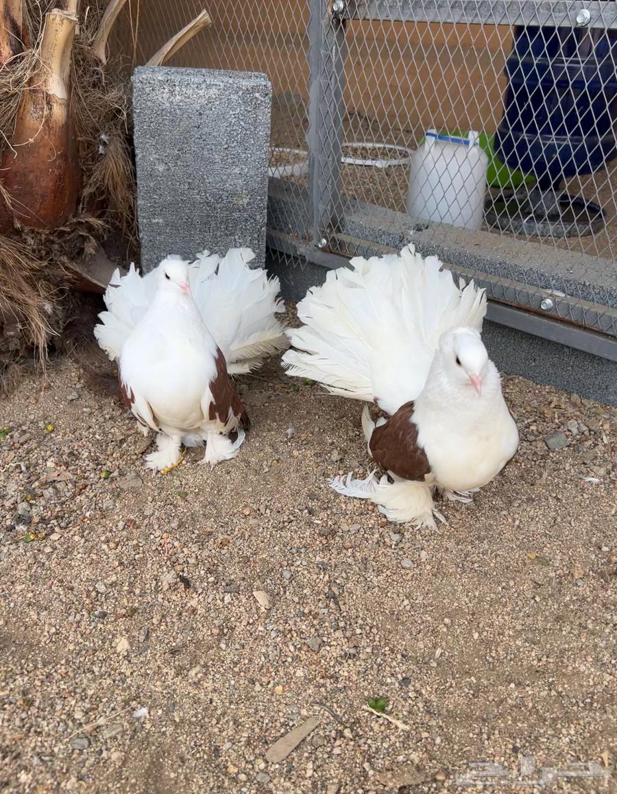 زوجين رقاص امريكي تم البيع64427744583809112