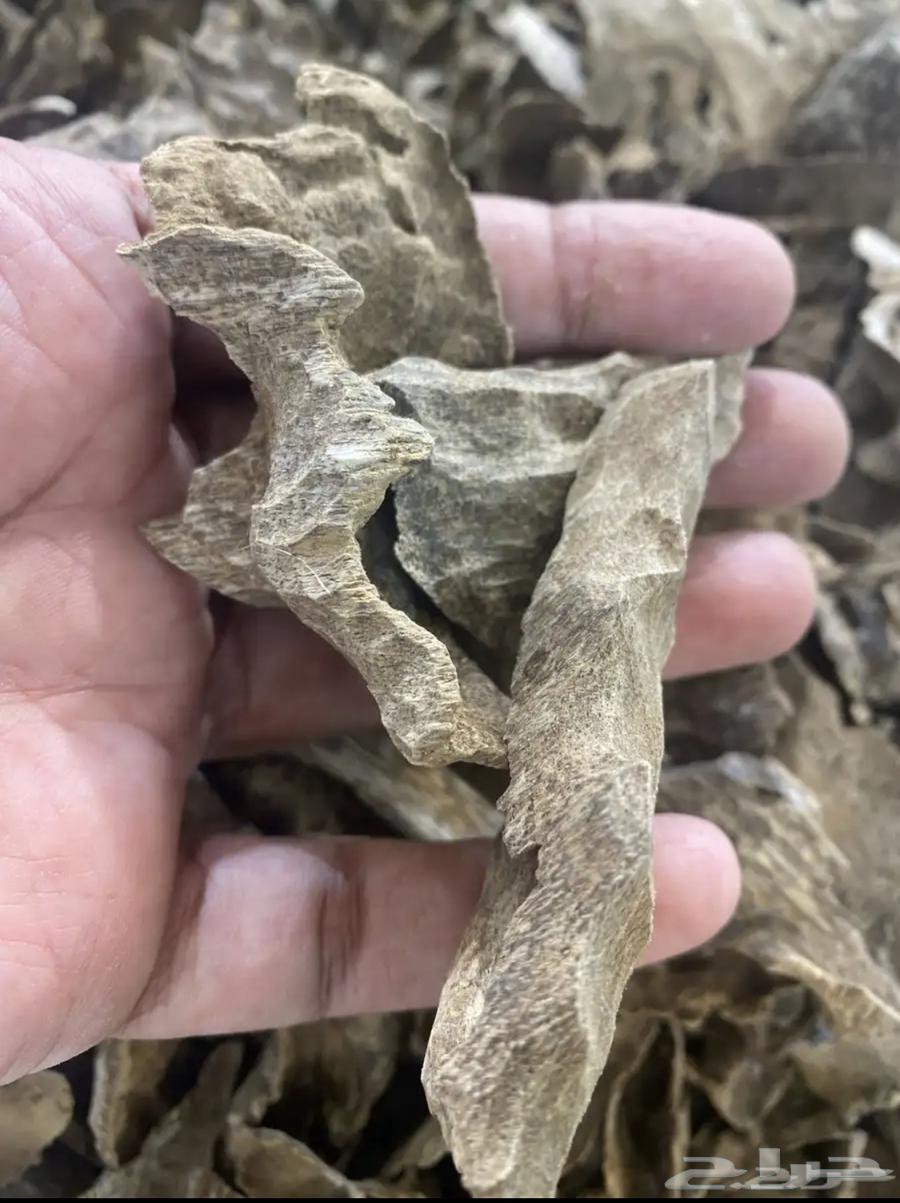 مجموعة من العود الطبيعي والمحسن64430643680897112