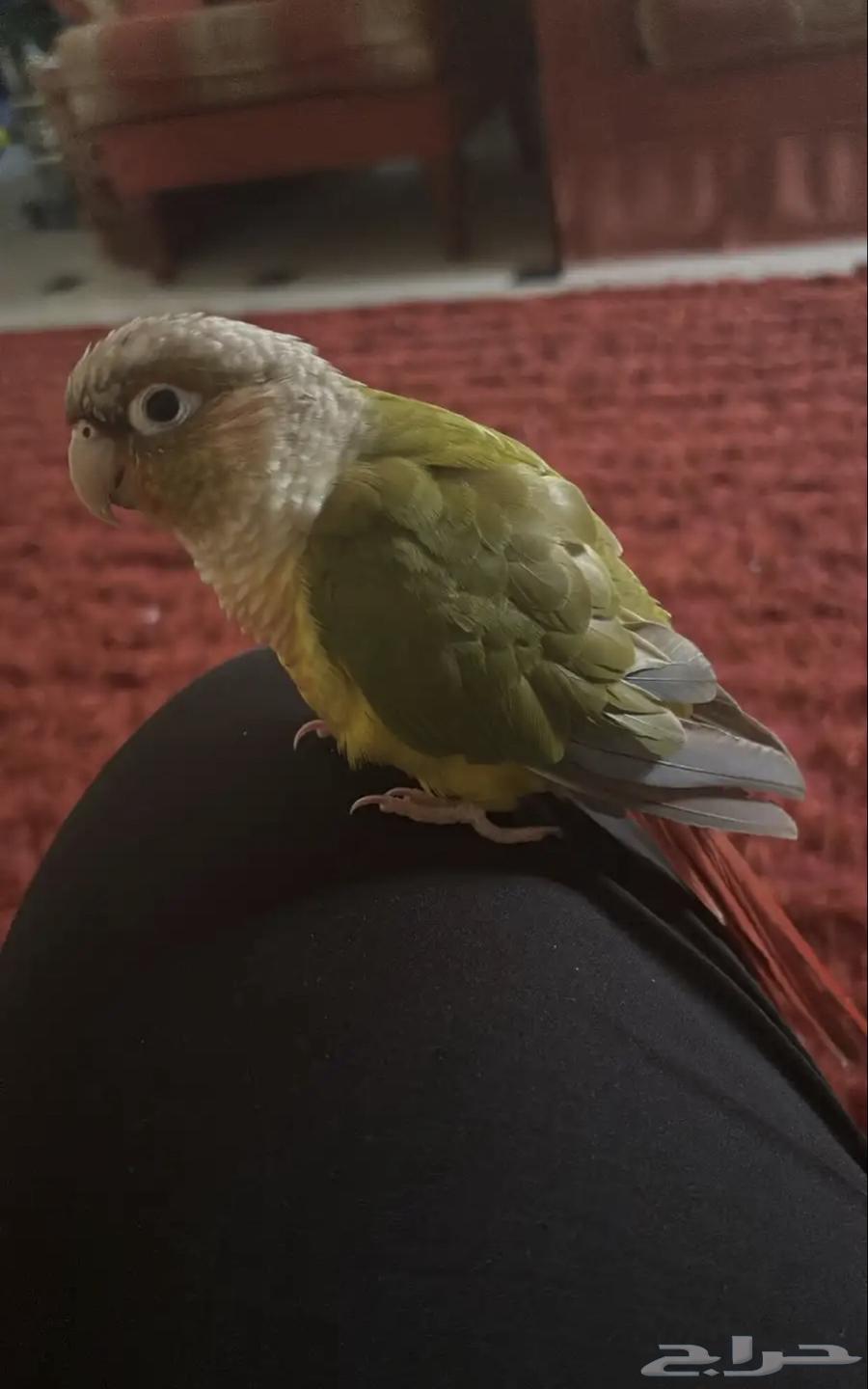 تم البيع64431534979202110