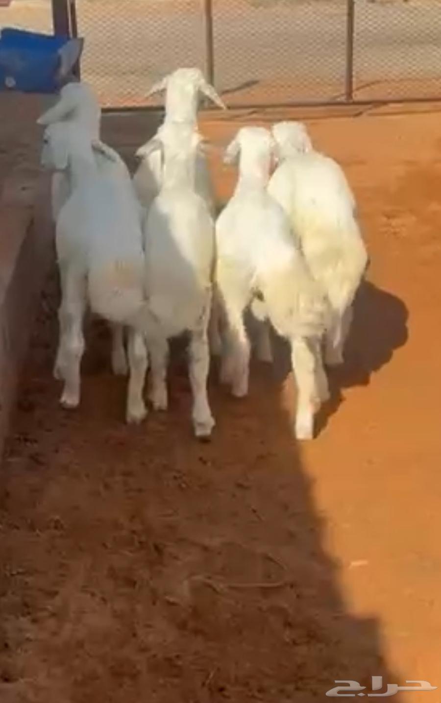 Number 7 has one camel, age 3 months, sold outside the site64427582954881110