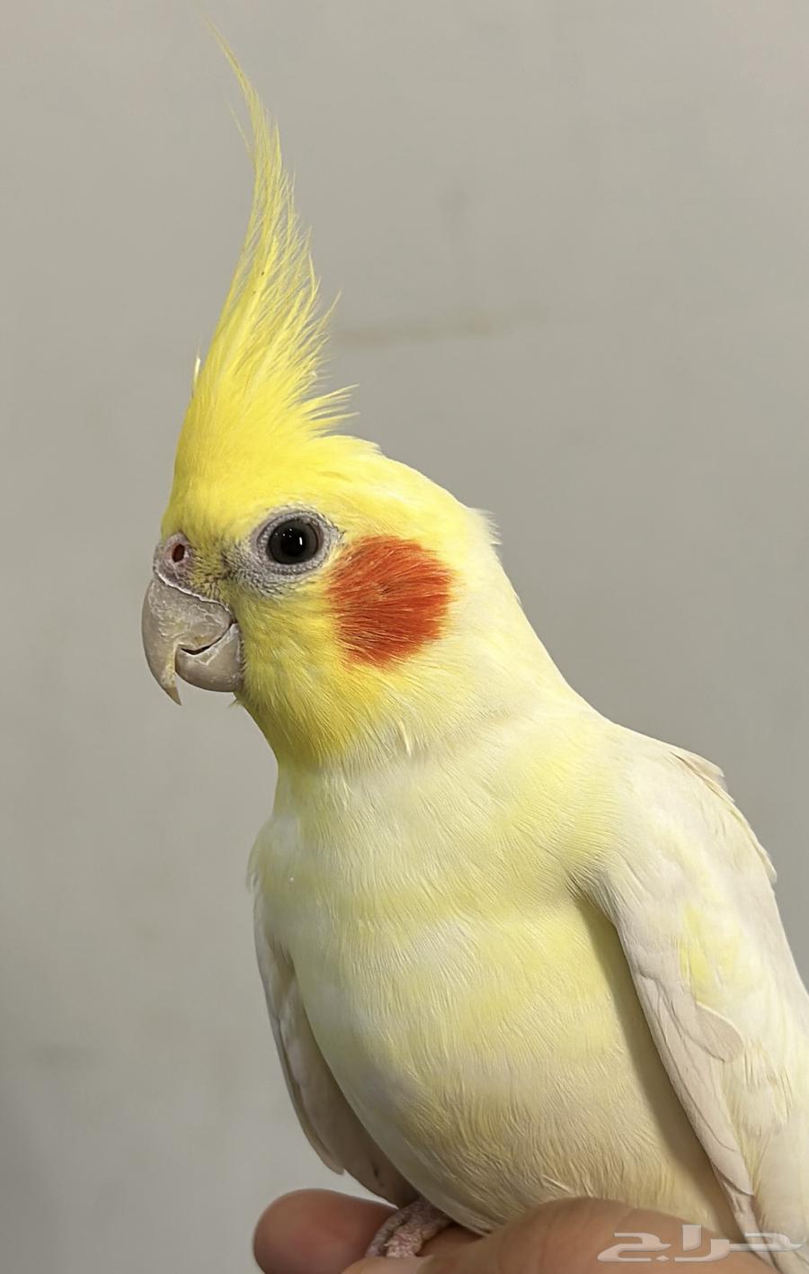 ببغاء كروان64432632637187110