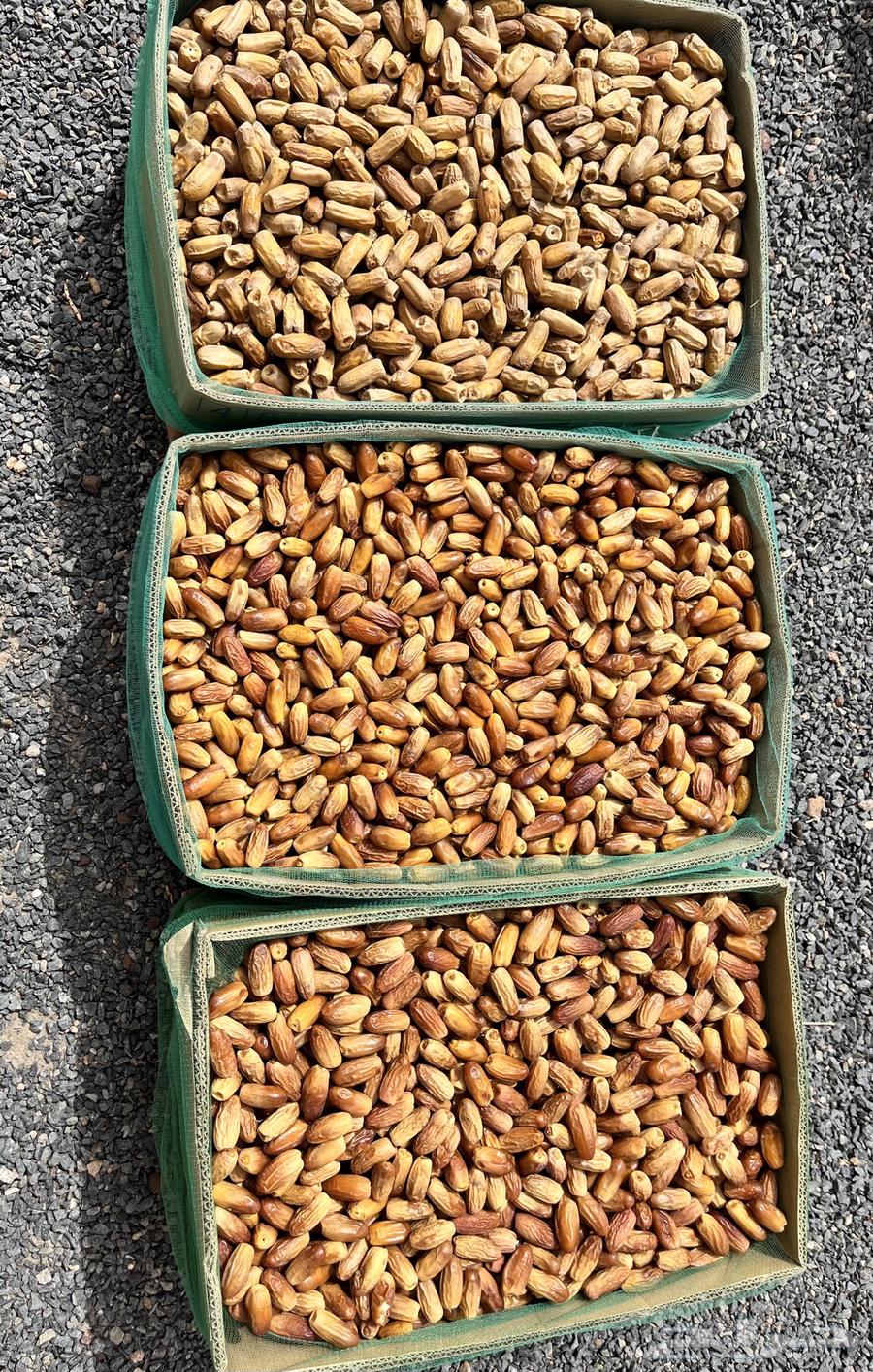 تمر بياض ومواكيل نجران لين للبيع64429290567427113