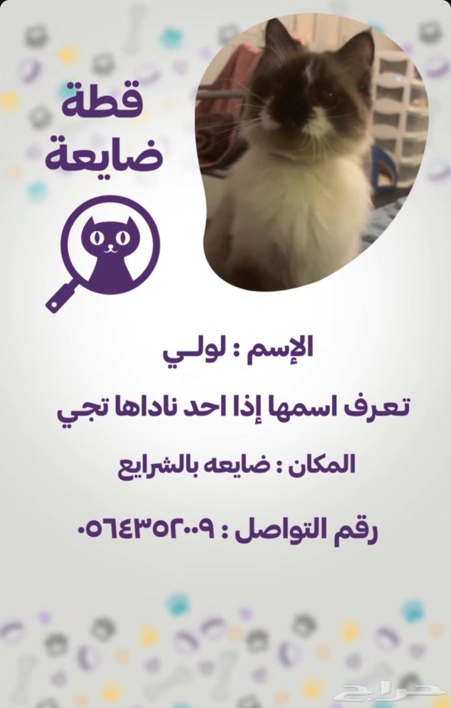 قطوه ضاايعه64428820362627110