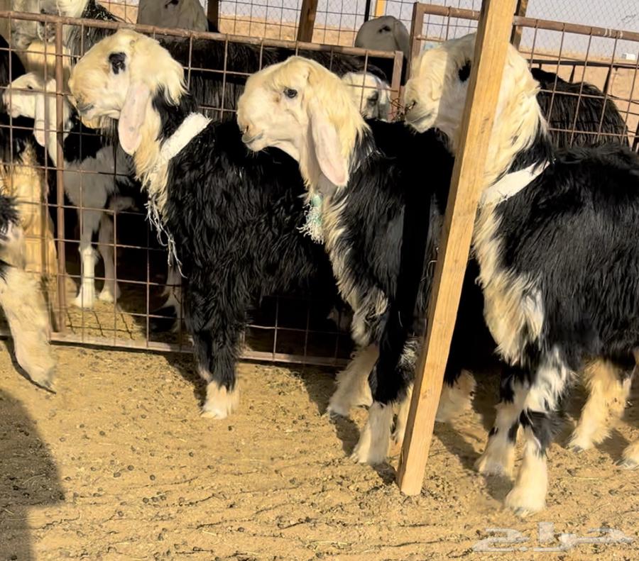 طليان نجد خصم فيها مشاريع او ربط64432523361538113