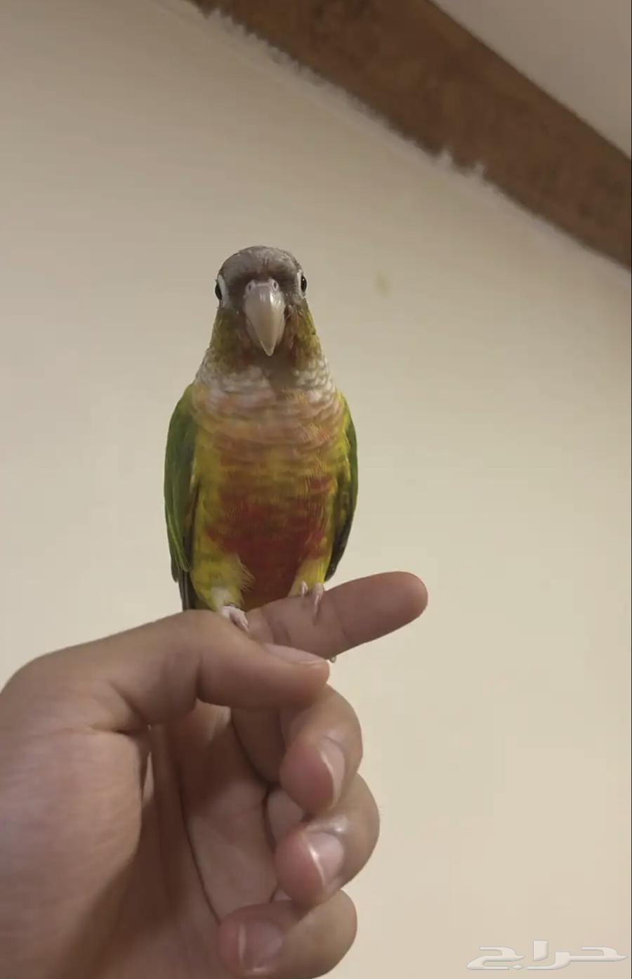 تم البيع64431534979202113