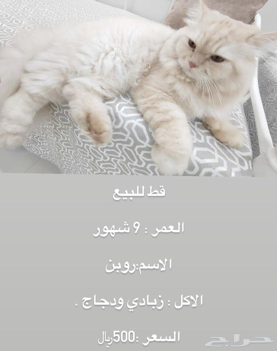 بيش64428523578499110