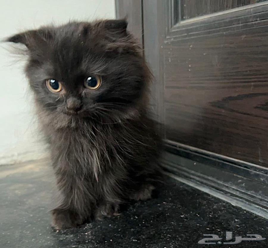 قطط شيرازي للبيع 200 ريال64428133682561110