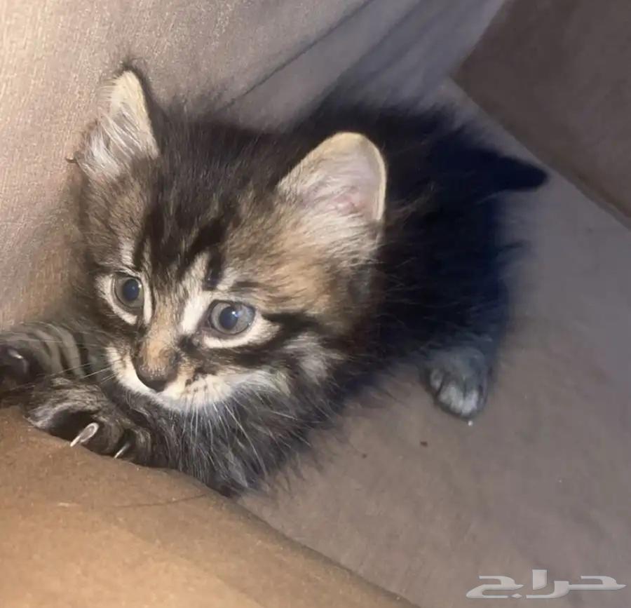 قطط للبيع64427183021186110