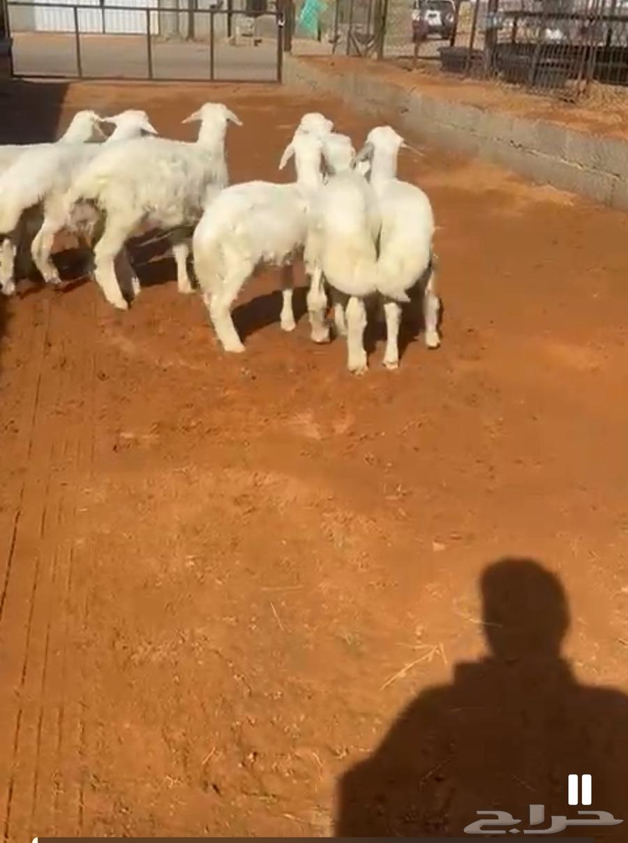 Number 7 has one camel, age 3 months, sold outside the site64427582954881111