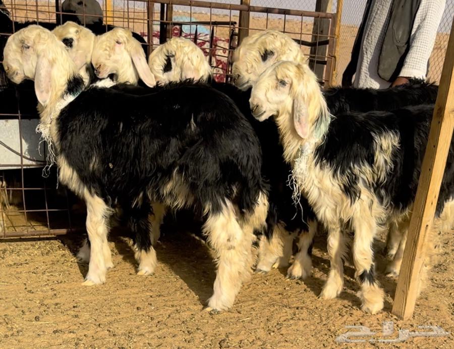 طليان نجد خصم فيها مشاريع او ربط64432523361538112