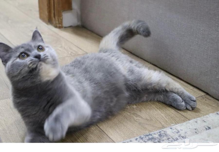 Scottish Straight Cat64431467221249112