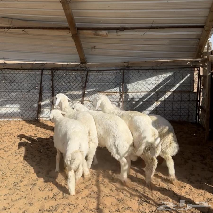 خرفان حري ( تم البيع )64427582923650110