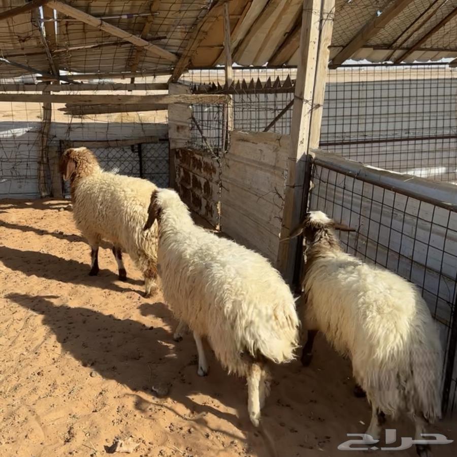 رخال نعيم ( تم البيع )64430503023747110