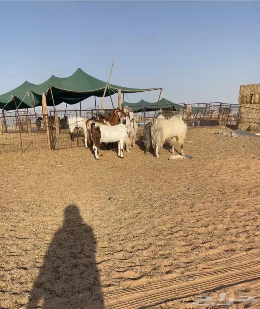 تم البيع. ماعز مصريات فاخره64431467296643110