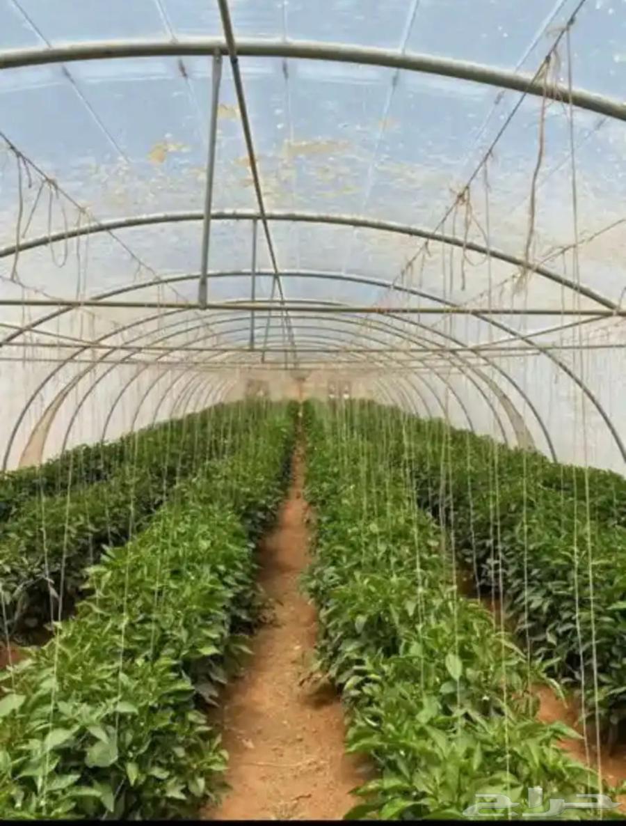 للبيع بيوت محميه مكيفة64431657447425113