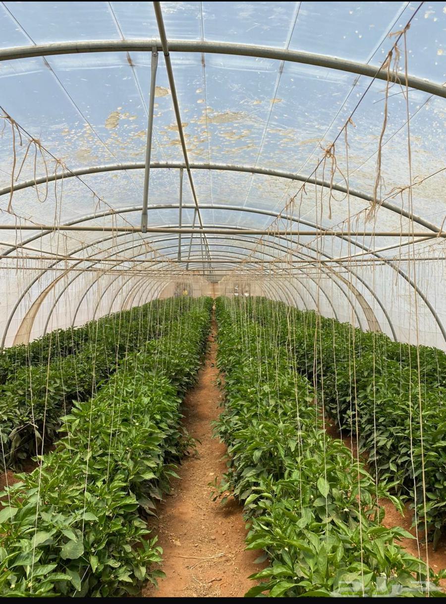 للبيع بيوت محميه مكيفة64431657447425111